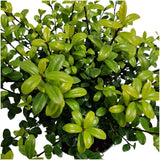 Livraison plante Ilex crenata 'Jenny' - Lot de 6