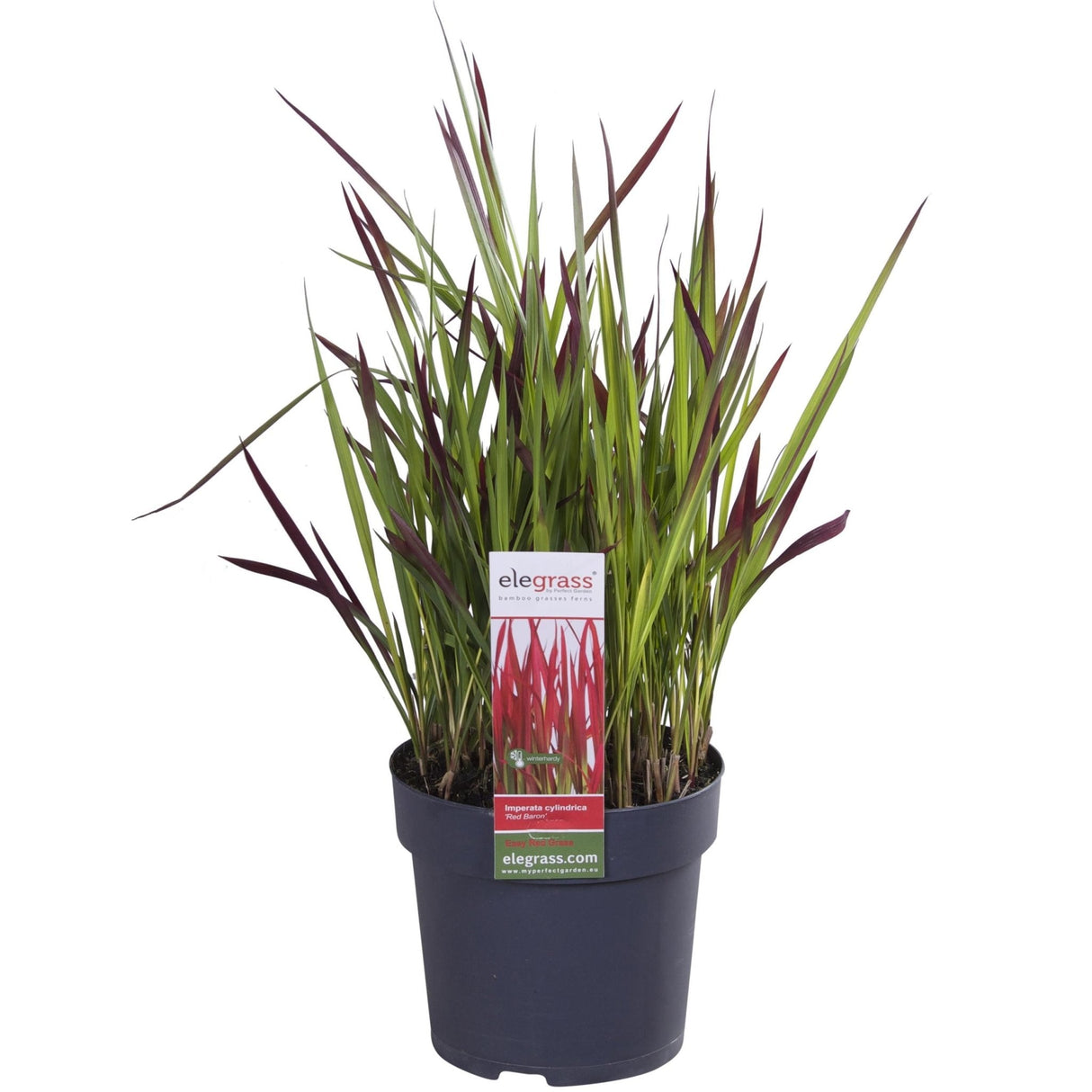 Livraison plante Imperata cylindrica 'Red Baron' - ↨40cm - Ø14 - plante vivace