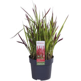 Livraison plante Imperata cylindrica 'Red Baron' - ↨40cm - Ø14 - plante vivace