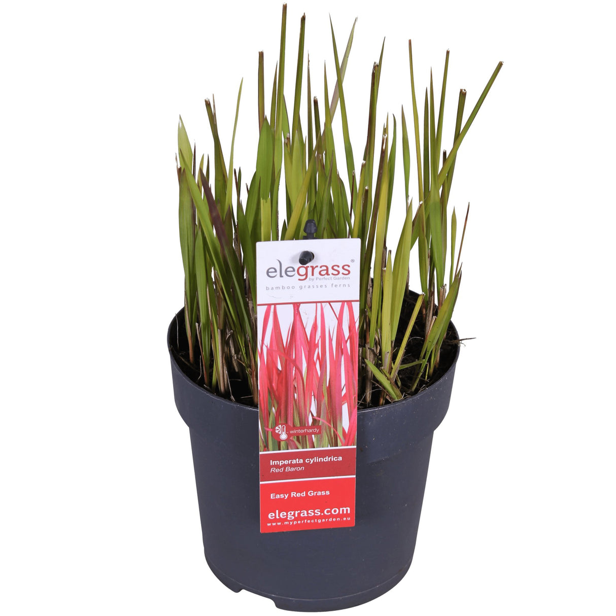 Livraison plante Imperata cylindrica 'Red Baron' - ↨40cm - Ø14 - plante vivace