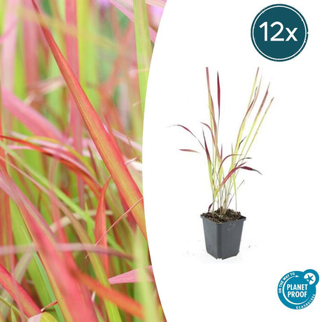 Livraison plante Imperata Herbe sanglante 'Red Baron'