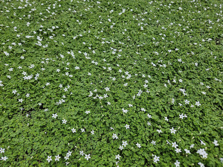 Livraison plante Isotoma fluviatilis 'Alba'