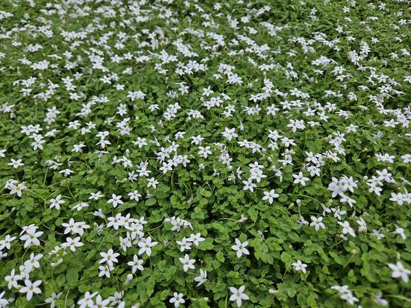 Livraison plante Isotoma fluviatilis étoiles bleues