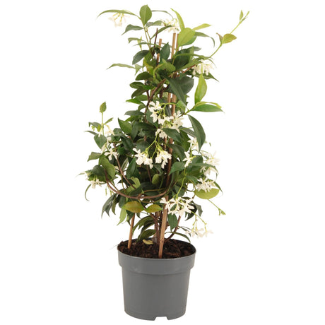 Livraison plante Jasmin étoilé pyramide d15cm h50cm