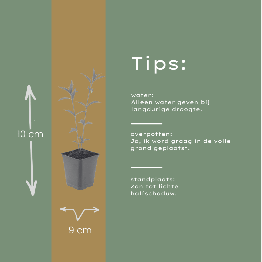 Livraison plante Kalimeris blue star