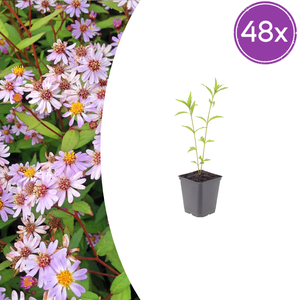 Livraison plante Kalimeris blue star