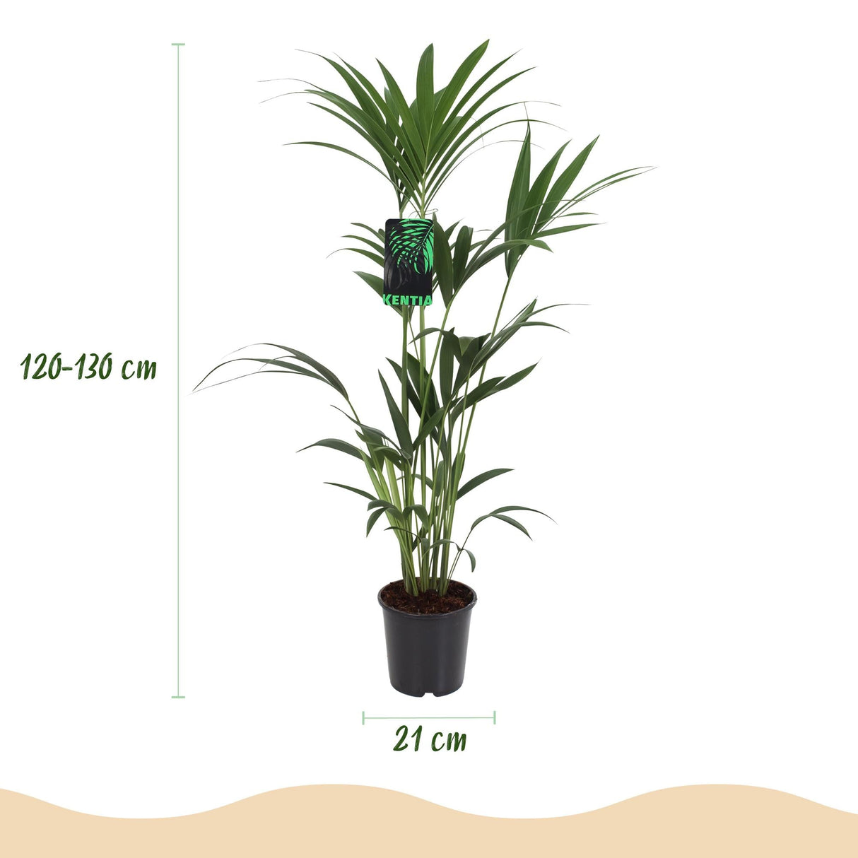 Livraison plante Kentia Howea forsteriana d21 cm – H120 cm