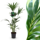 Livraison plante Kentia Howea forsteriana d21 cm – H120 cm