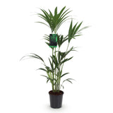 Livraison plante Kentia Howea forsteriana d21 cm – H120 cm