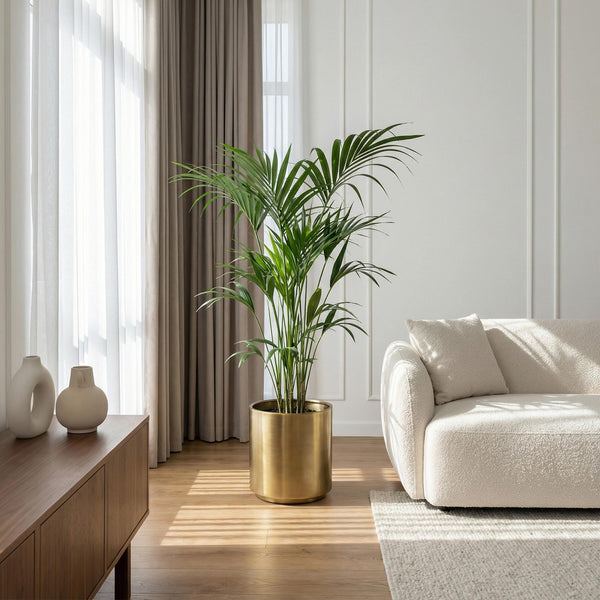 Livraison plante Kentia Howea Forsteriana d24cm H40cm