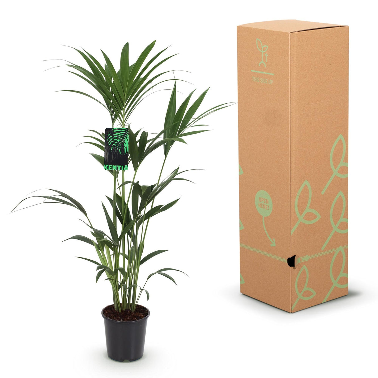 Livraison plante Kentia Howea Forsteriana d24cm H40cm