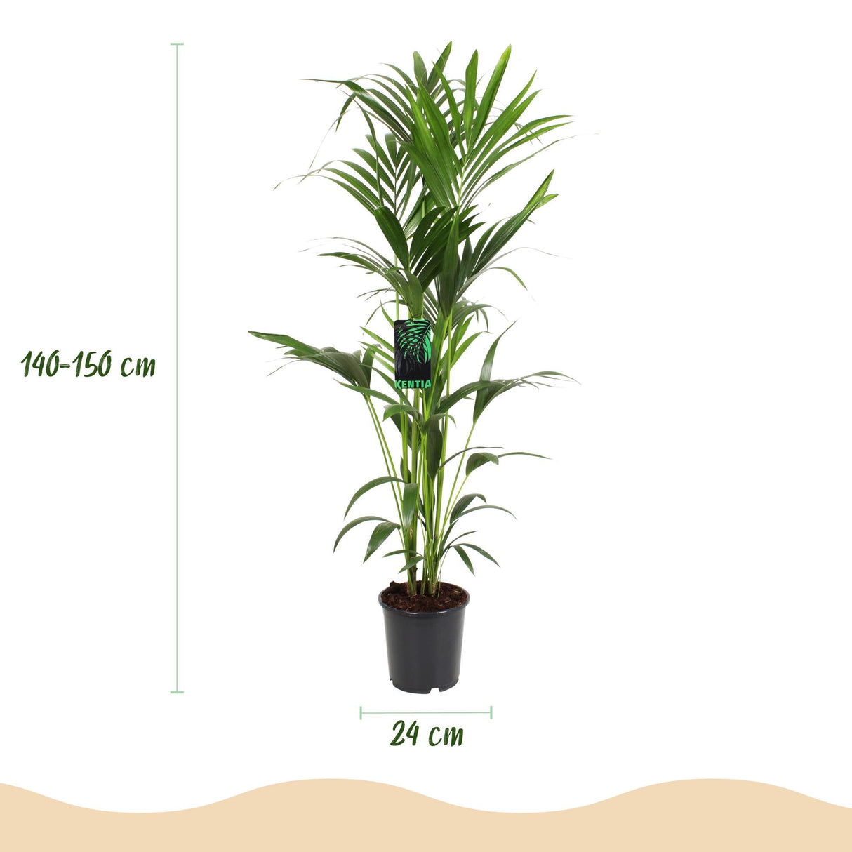 Livraison plante Kentia Howea Forsteriana d24cm H40cm