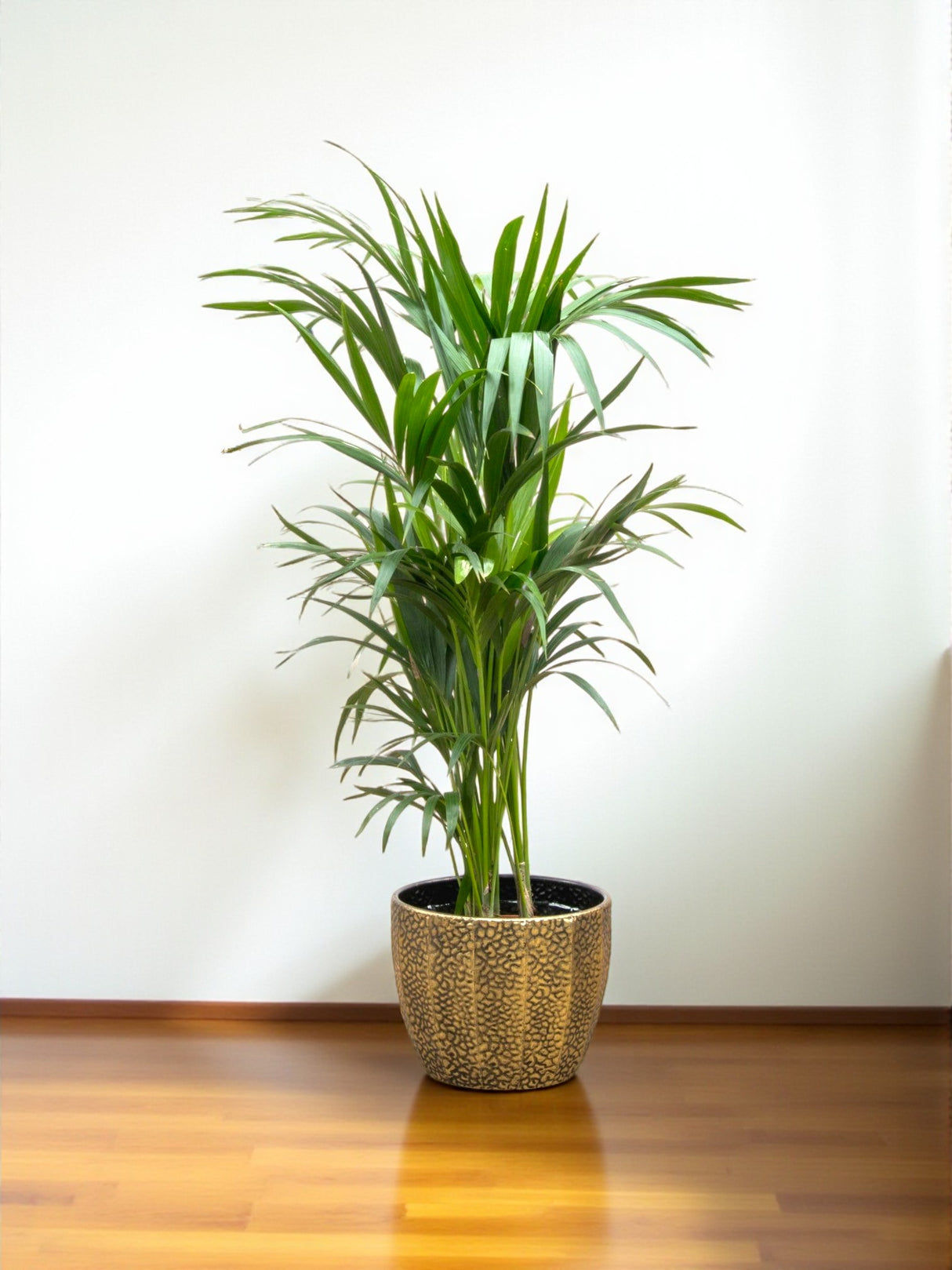 Kentia-Palme