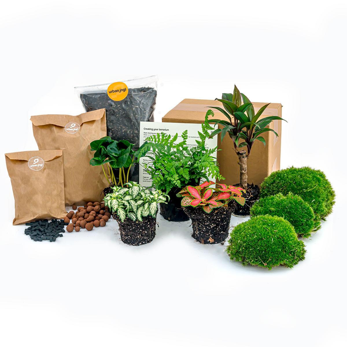 Livraison plante Kit rempotage plantes pour terrarium