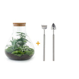 Livraison plante Kit Terrarium DIY 3 plantes - SAMOS