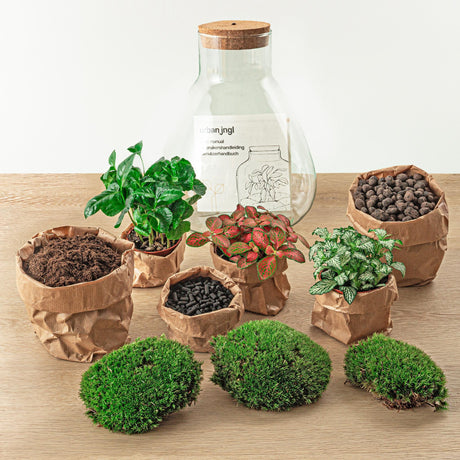 Livraison plante Kit Terrarium DIY 3 plantes - SAMOS