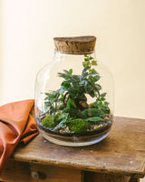 Livraison plante Kit Terrarium DIY - ACAPULCO