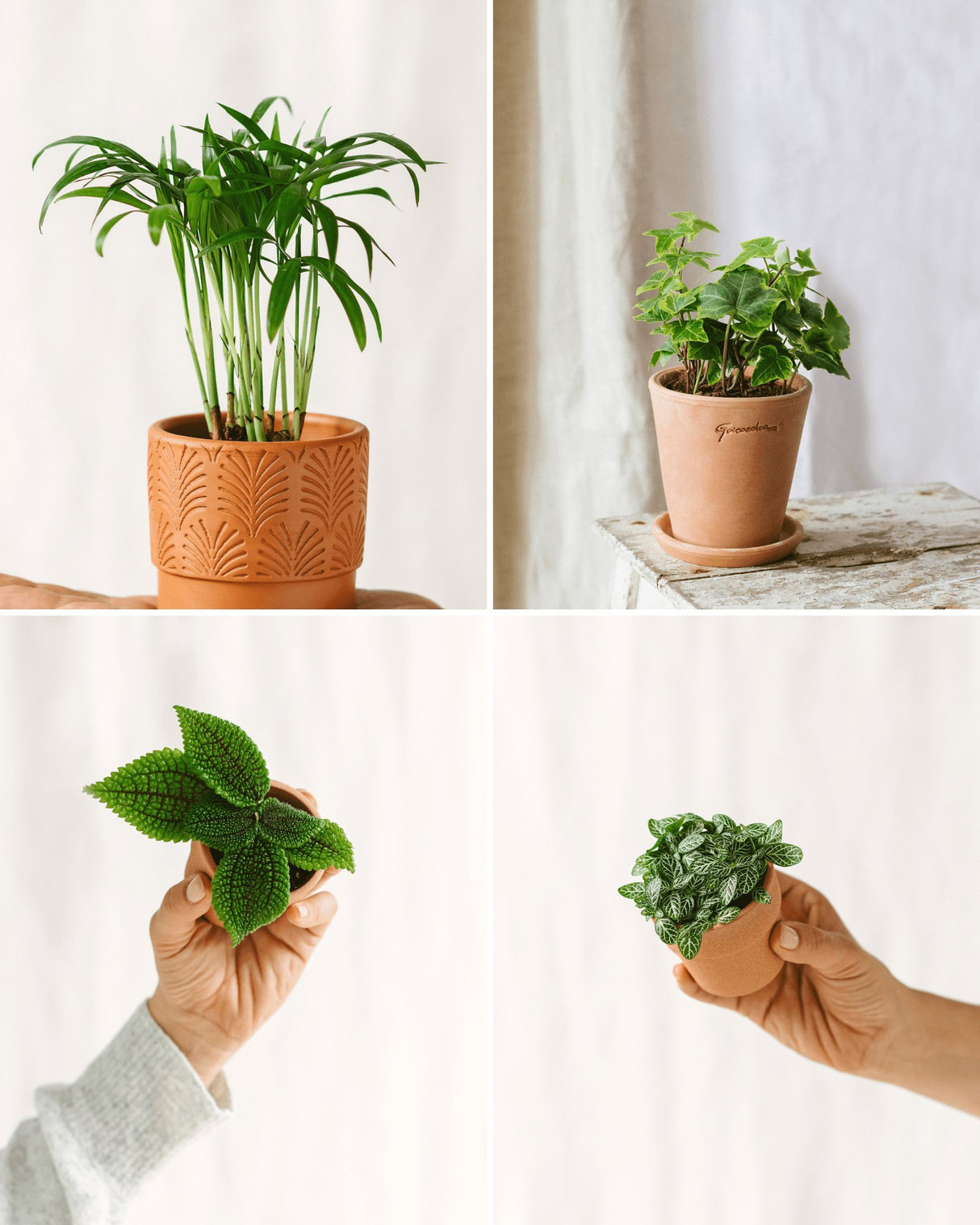 Livraison plante Kit Terrarium DIY - ACAPULCO