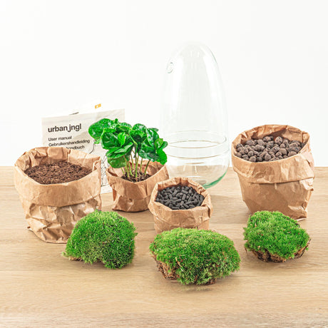 Livraison plante Kit Terrarium DIY - ALMA