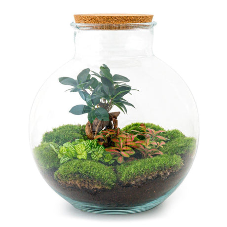 Livraison plante Kit Terrarium DIY - BAOBAB