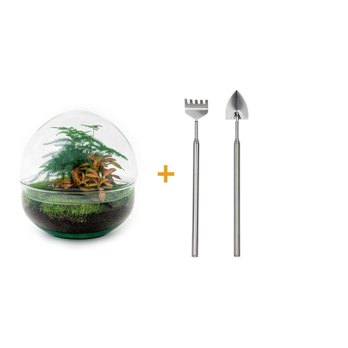 Livraison plante Kit Terrarium DIY - DOME