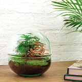 Livraison plante Kit Terrarium DIY - DOME