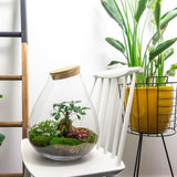 Livraison plante Kit Terrarium DIY - DOORN