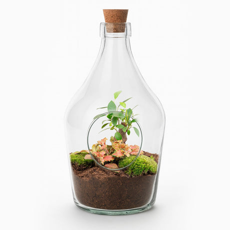 Livraison plante Kit Terrarium DIY - JOY