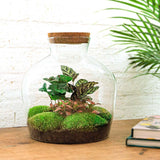 Livraison plante Kit Terrarium DIY - JOY