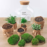 Livraison plante Kit Terrarium DIY - JOY