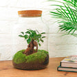 Livraison plante Kit Terrarium DIY - MILA