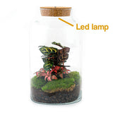 Livraison plante Kit Terrarium DIY - MILA