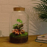 Livraison plante Kit Terrarium DIY - MILA