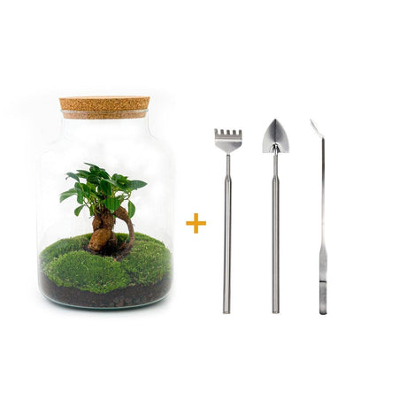 Livraison plante Kit Terrarium DIY - MILA
