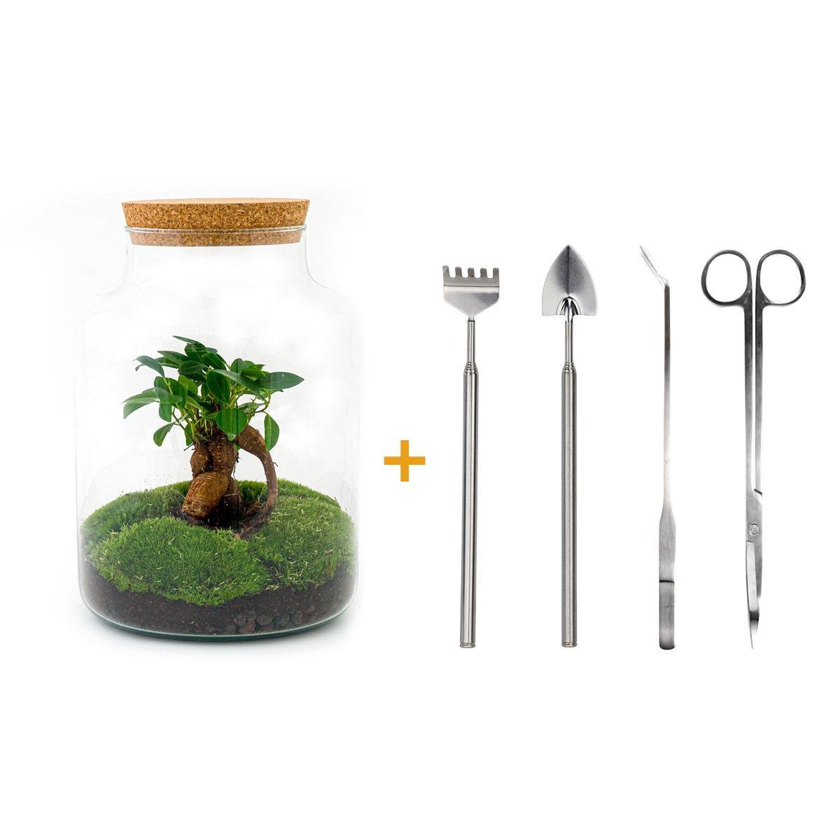 Livraison plante Kit Terrarium DIY - MILA