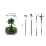 Livraison plante Kit terrarium DIY - OSLO