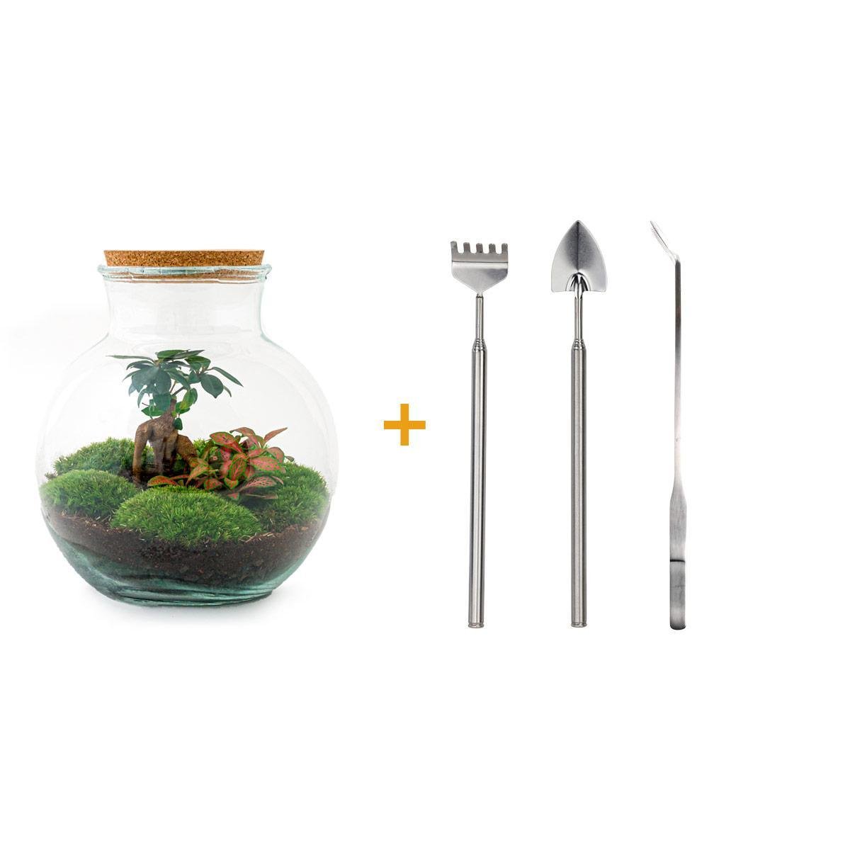 Livraison plante Kit Terrarium DIY - TEDDY