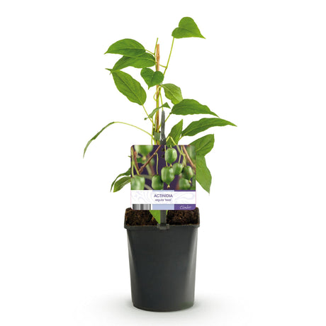 Livraison plante Kiwi Actinidia arguta Issai – Lot de 2 – Pot 11 cm