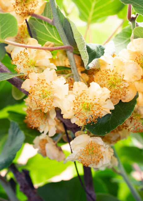 Livraison plante Kiwi (Actinidia deliciosa) 'Jenny' - arbuste fruitier