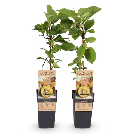 Livraison plante Kiwi doré Actinidia deliciosa – Lot de 2 – Pot 15 cm