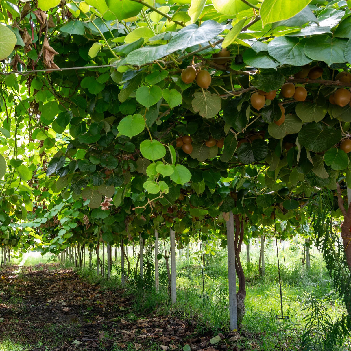 Livraison plante Kiwi Jenny – Lot de 2 – Pot 15 cm – Hauteur 50 cm