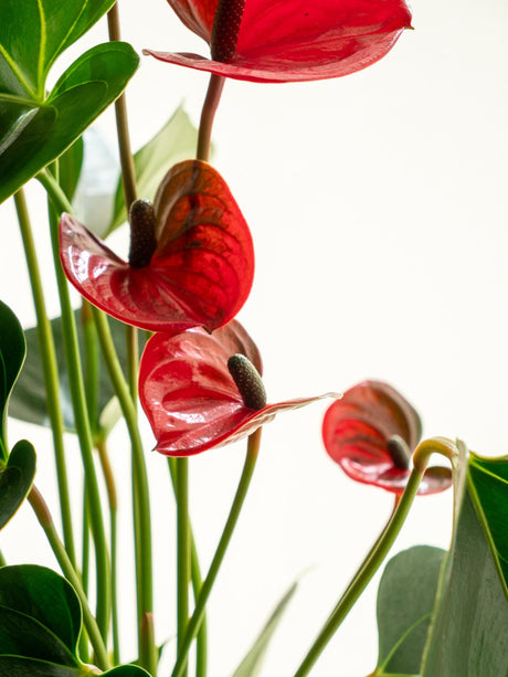 Livraison plante Kokedama - Anthurium