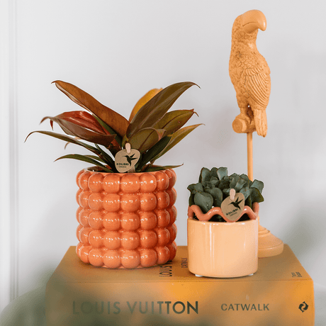 Livraison plante Kolibri Home | Poppy sierpot - Orange - Ø9cm