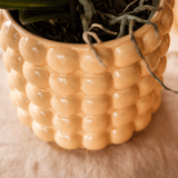 Livraison plante Kolibri Home | Poppy sierpot - Peach - Ø9cm