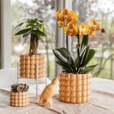 Livraison plante Kolibri Home | Poppy sierpot - Peach - Ø9cm