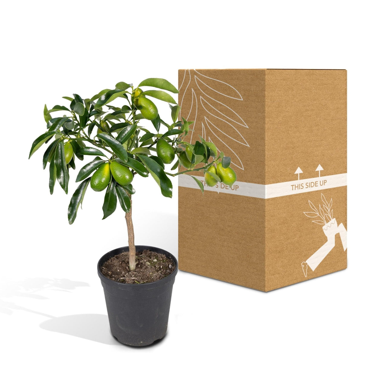 Livraison plante Kumquat Fortunella - 45 cm - Ø15 - arbuste fruitier extérieur