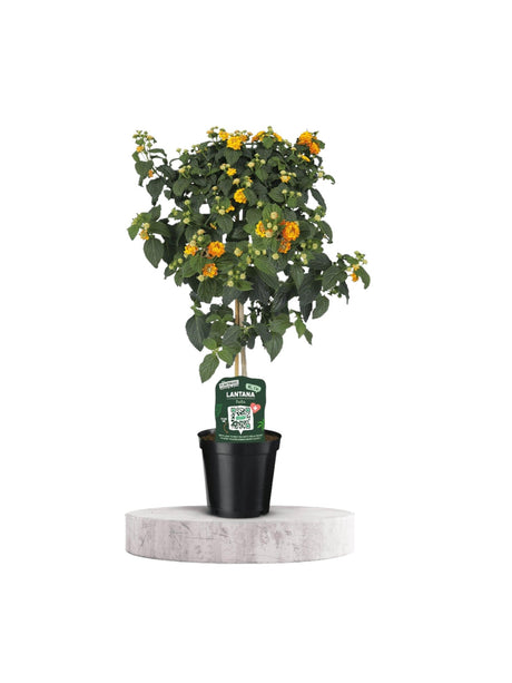 Livraison plante Lantana orange Arbuste
