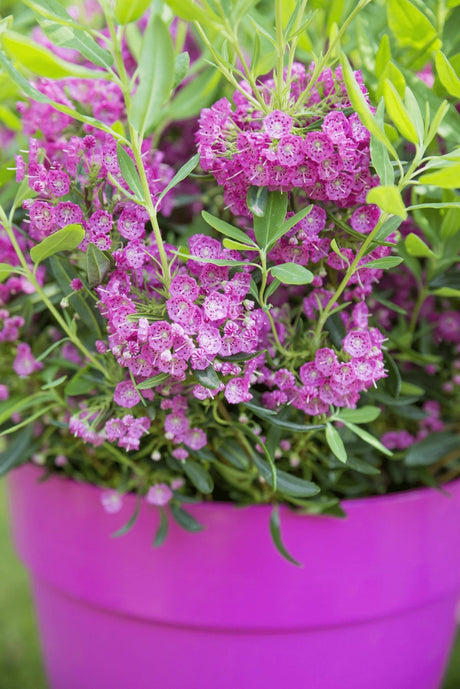 Livraison plante Laurier des moutons 'Rubra' - ↨20cm - Ø15cm - plante d'extérieur fleurie