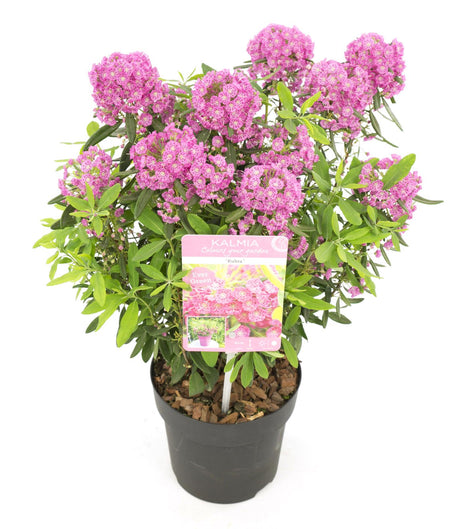 Livraison plante Laurier des moutons 'Rubra' - ↨20cm - Ø15cm - plante d'extérieur fleurie