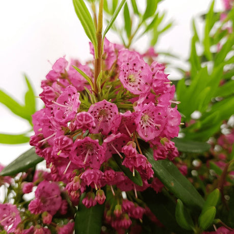 Livraison plante Laurier des moutons 'Rubra' - ↨20cm - Ø15cm - plante d'extérieur fleurie